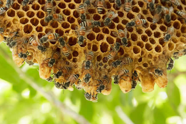 中蜂群怎么合并才不會(huì)打架？