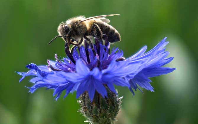越冬蜂什么時間喂糖效果好? 越冬蜂