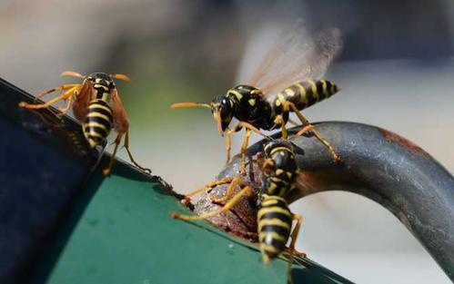 中國毒蜂排名榜(哪些是毒蜂？)