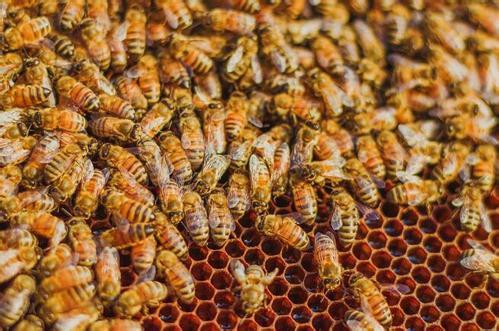 蜂王分家時為什么會有蜜蜂跟隨(蜜蜂跟隨蜂王的原因) 蜂王分家時為什么會有蜜蜂跟隨(蜜蜂跟隨蜂王的原因)