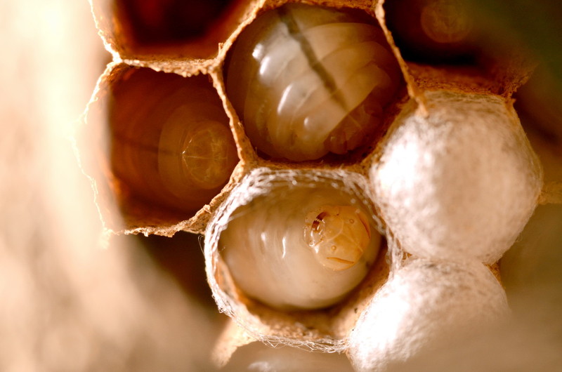 為什么蜜蜂的家是六角形(蜜蜂的蜂巢為什么是六邊形的) 為什么蜜蜂的家是六角形(蜜蜂的蜂巢為什么是六邊形的)