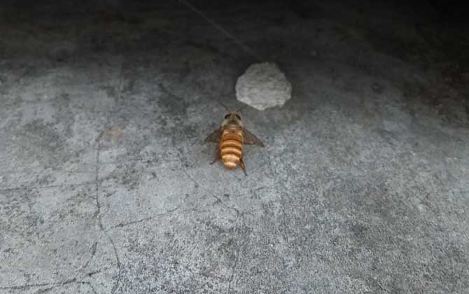 土蜂和洋蜂有什么區別(土蜂和洋蜂的對比) 土蜂和洋蜂有什么區別(土蜂和洋蜂的對比)