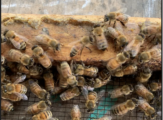 土蜂和蜜蜂、馬蜂的區別(土蜂是什么蜂種) 土蜂和蜜蜂、馬蜂的區別(土蜂是什么蜂種)