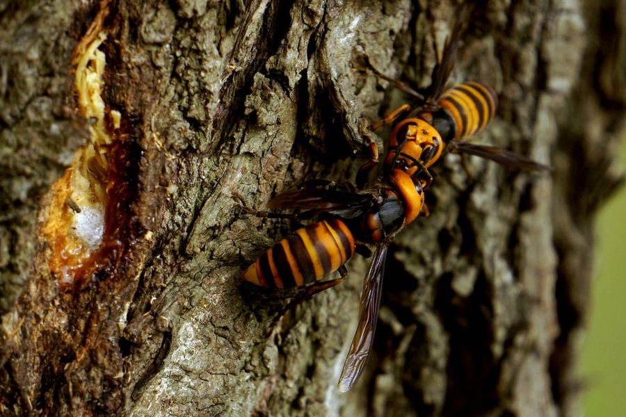 中國大虎頭蜂的生活環境(胡蜂的生活環境) 中國大虎頭蜂的生活環境(胡蜂的生活環境)