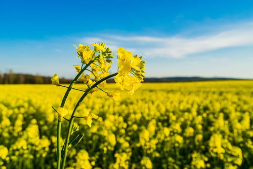 江西主要蜜源植物(江西省蜜蜂主要蜜源的介紹) 江西主要蜜源植物(江西省蜜蜂主要蜜源的介紹)
