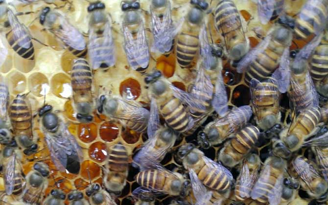 阿壩中蜂能維持大群?jiǎn)幔ㄓ心男┠芫S持大群的中蜂品種) 阿壩中蜂能維持大群?jiǎn)幔ㄓ心男┠芫S持大群的中蜂品種)