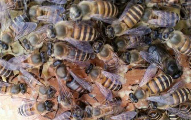 為什么蜂王與工蜂的體型和分工存在很大差異 為什么蜂王與工蜂的體型和分工存在很大差異