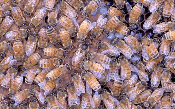 為什么蜂王與工蜂的體型和分工存在很大差異 為什么蜂王與工蜂的體型和分工存在很大差異