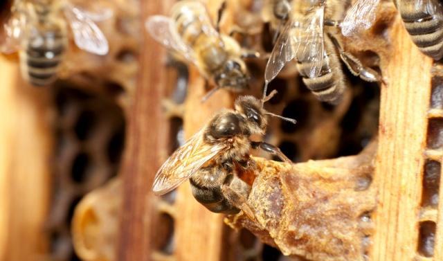 蜜蜂每年什么時候分蜂(蜜蜂分蜂時間及收捕方法) 蜜蜂每年什么時候分蜂(蜜蜂分蜂時間及收捕方法)