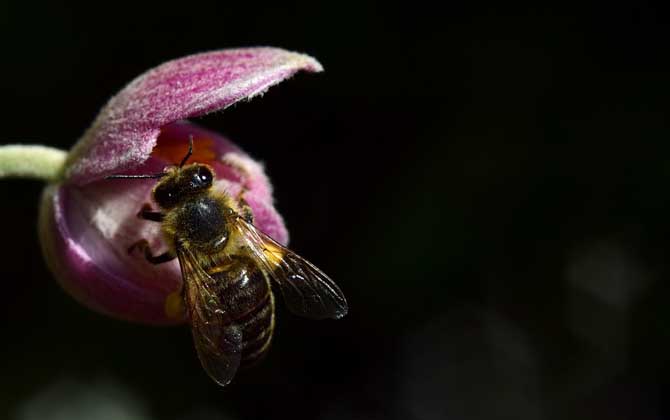 阿壩中蜂比華中中蜂采集半徑大嗎(蜜蜂的采集范圍有多大) 阿壩中蜂比華中中蜂采集半徑大嗎(蜜蜂的采集范圍有多大)