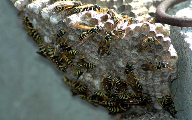 馬蜂和蜜蜂最直接的區別 馬蜂和蜜蜂最直接的區別