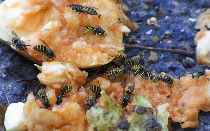 馬蜂和蜜蜂最直接的區別 馬蜂和蜜蜂最直接的區別