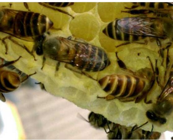 野外捉回來的蜜蜂怎么養(怎么養野蜂) 野外捉回來的蜜蜂怎么養(怎么養野蜂)