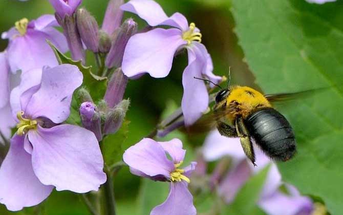 木蜂和熊蜂的區別(木蜂和熊蜂的對比) 木蜂和熊蜂的區別(木蜂和熊蜂的對比)