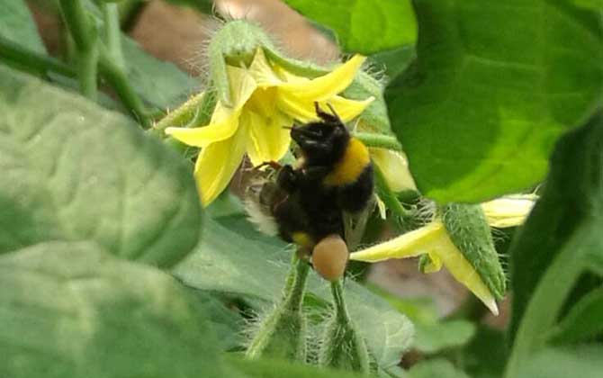 木蜂和熊蜂的區別(木蜂和熊蜂的對比) 木蜂和熊蜂的區別(木蜂和熊蜂的對比)