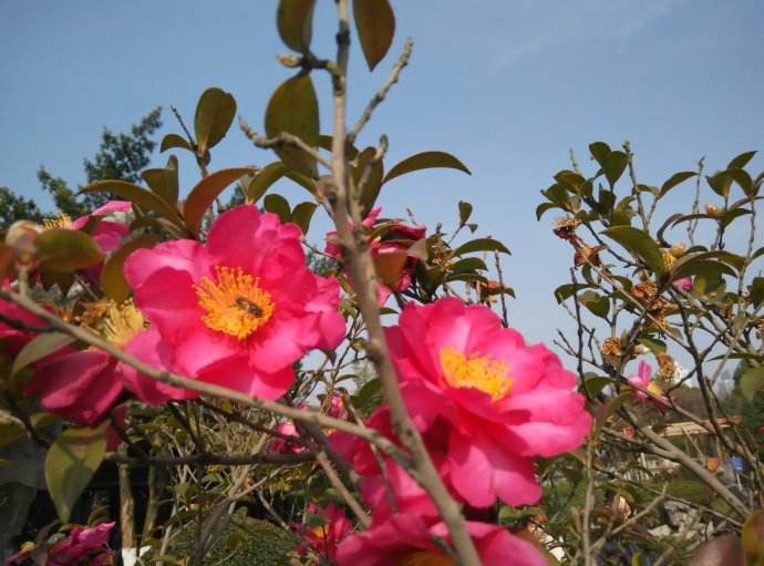 春季蜜蜂群快速復壯的方法