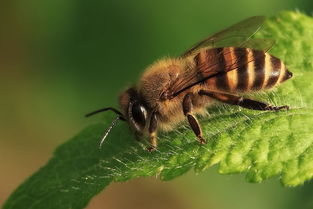 阿壩中蜂三色王多少錢(正宗阿壩中蜂蜂王多少錢一只) 阿壩中蜂三色王多少錢(正宗阿壩中蜂蜂王多少錢一只)