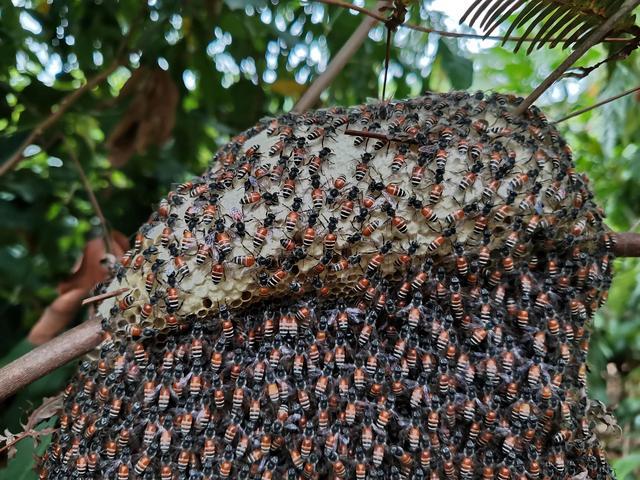 黑小蜜蜂能人工養(yǎng)殖嗎(黑小蜜蜂可以養(yǎng)嗎) 黑小蜜蜂能人工養(yǎng)殖嗎(黑小蜜蜂可以養(yǎng)嗎)