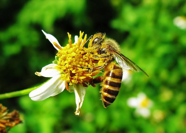 【蜜蜂知識】蜜蜂有幾條腿和翅膀? 【蜜蜂知識】蜜蜂有幾條腿和翅膀?