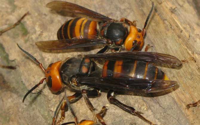 中國(guó)大虎頭蜂吃毛毛蟲嗎(虎頭蜂的生活習(xí)性) 中國(guó)大虎頭蜂吃毛毛蟲嗎(虎頭蜂的生活習(xí)性)