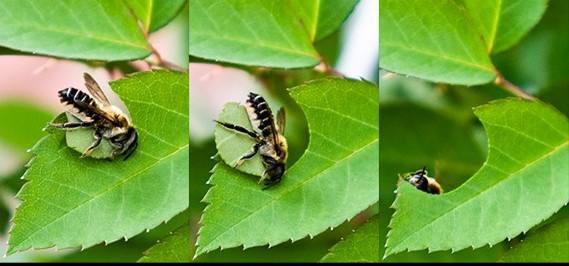 切葉蜂產蜜嗎(切葉蜂具有怎樣的獨特本領) 切葉蜂產蜜嗎(切葉蜂具有怎樣的獨特本領)