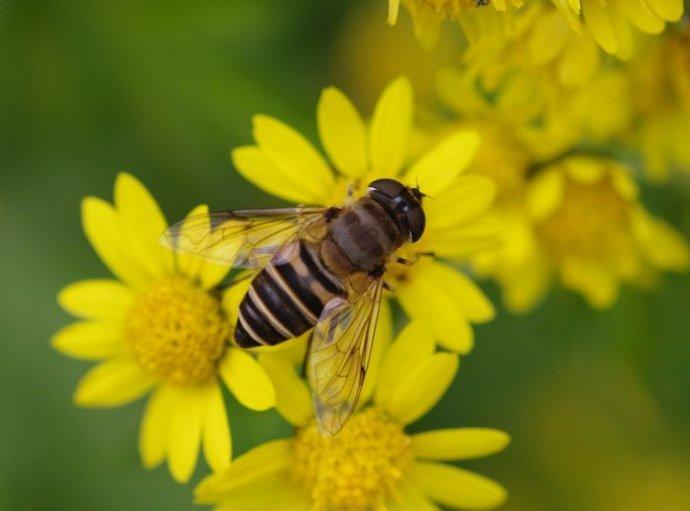中蜜一號與松丹一號那個采蜜好(中蜜一號和松丹一號哪個好) 中蜜一號與松丹一號那個采蜜好(中蜜一號和松丹一號哪個好)