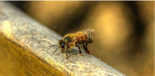 蜜蜂冬天如何過冬(蜜蜂的過冬方式) 蜜蜂冬天如何過冬(蜜蜂的過冬方式)