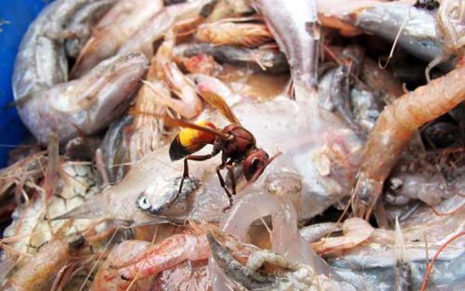 黃腰虎頭蜂蟄了怎么處理(如何處理黃腰虎頭蜂蟄過的傷口) 黃腰虎頭蜂蟄了怎么處理(如何處理黃腰虎頭蜂蟄過的傷口)