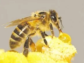 只有蜂王可以產(chǎn)卵嗎 只有蜂王可以產(chǎn)卵嗎