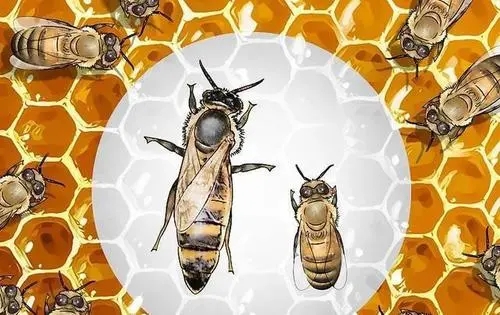 只有蜂王可以產(chǎn)卵嗎 只有蜂王可以產(chǎn)卵嗎