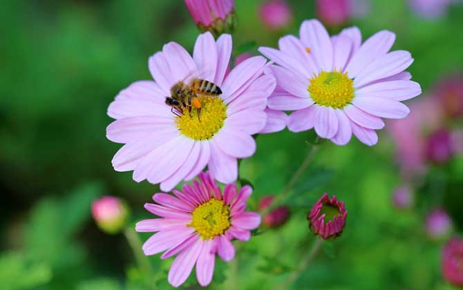 蜜蜂的毒性大嗎(蜜蜂毒是酸性還是堿性?) 蜜蜂的毒性大嗎(蜜蜂毒是酸性還是堿性?)