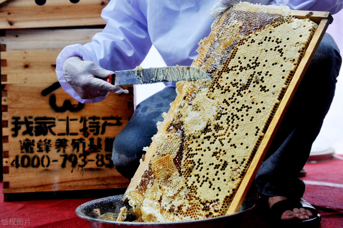 什么時候取蜜對蜂群的傷害最小(取走蜂蜜對蜜蜂有影響嗎) 什么時候取蜜對蜂群的傷害最小(取走蜂蜜對蜜蜂有影響嗎)