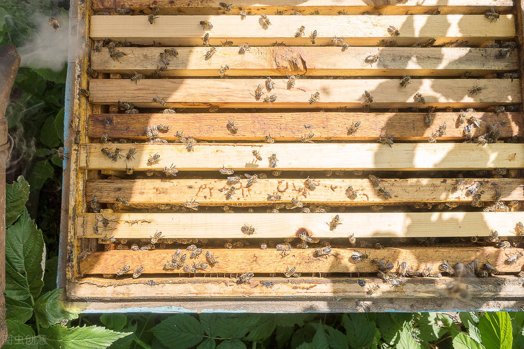 中蜂可以和意蜂在一個(gè)蜂場(chǎng)養(yǎng)嗎（中蜂和意蜂混養(yǎng)，原理在于掌握蜜蜂的盜性）