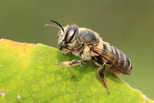 切葉蜂的特點(切葉蜂和蜜蜂的區別) 切葉蜂的特點(切葉蜂和蜜蜂的區別)