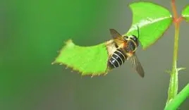 切葉蜂的特點(切葉蜂和蜜蜂的區別) 切葉蜂的特點(切葉蜂和蜜蜂的區別)