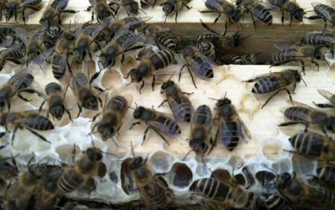 阿壩中蜂淘寶購(gòu)買怎樣(阿壩中蜂原種如何購(gòu)買) 阿壩中蜂淘寶購(gòu)買怎樣(阿壩中蜂原種如何購(gòu)買)