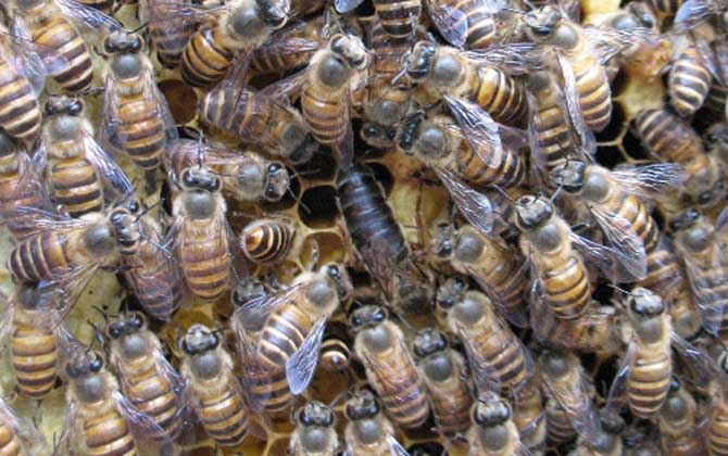 阿壩中蜂淘寶購(gòu)買怎樣(阿壩中蜂原種如何購(gòu)買) 阿壩中蜂淘寶購(gòu)買怎樣(阿壩中蜂原種如何購(gòu)買)