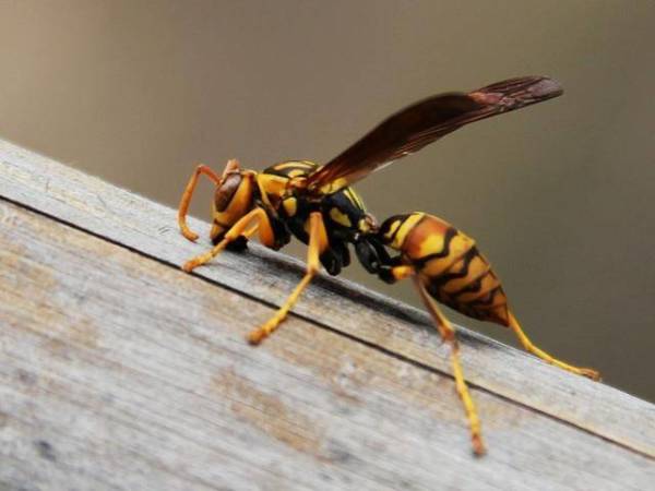 人工養殖馬蜂喂什么食物（大馬蜂過冬要拿什么東西喂養）