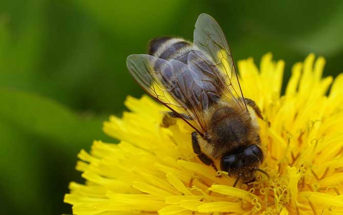 牛糞對蜜蜂的吸引力是真的嗎? 牛糞吸引蜜蜂
