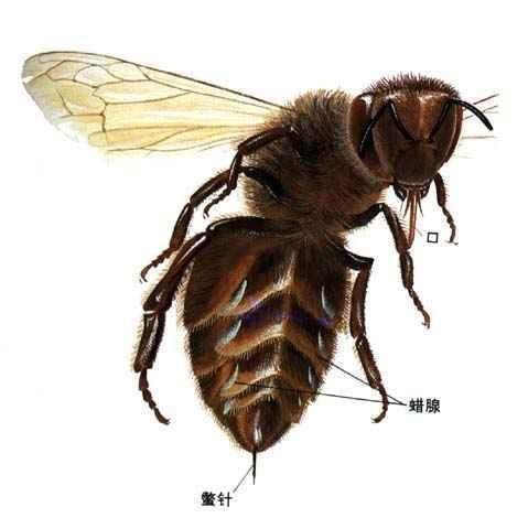 怎么判斷蜂針在不在(被蜂蟄了找到蜂針的方法) 怎么判斷蜂針在不在(被蜂蟄了找到蜂針的方法)