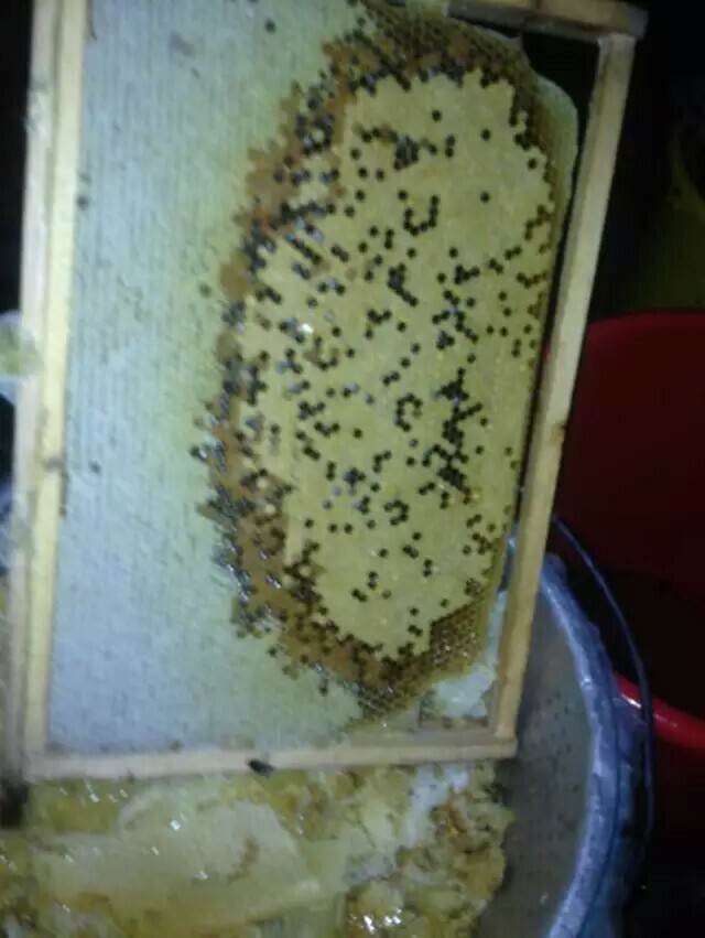 工蜂產卵介入新王有用嗎(工蜂產卵群能介入蜂王嗎) 工蜂產卵介入新王有用嗎(工蜂產卵群能介入蜂王嗎)