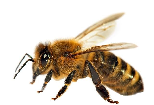 如何評(píng)估蜜蜂養(yǎng)殖規(guī)模(蜜蜂飼養(yǎng)規(guī)模與產(chǎn)值效益調(diào)查分析) 如何評(píng)估蜜蜂養(yǎng)殖規(guī)模(蜜蜂飼養(yǎng)規(guī)模與產(chǎn)值效益調(diào)查分析)