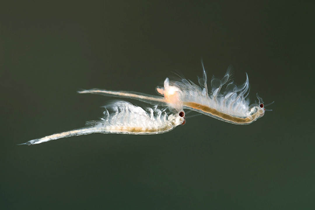 “活化石”仙女蝦為什么能活2億年,真放在開水里煮都不死 “活化石”仙女蝦活了2億年,上月球、下鍋煮都不死?