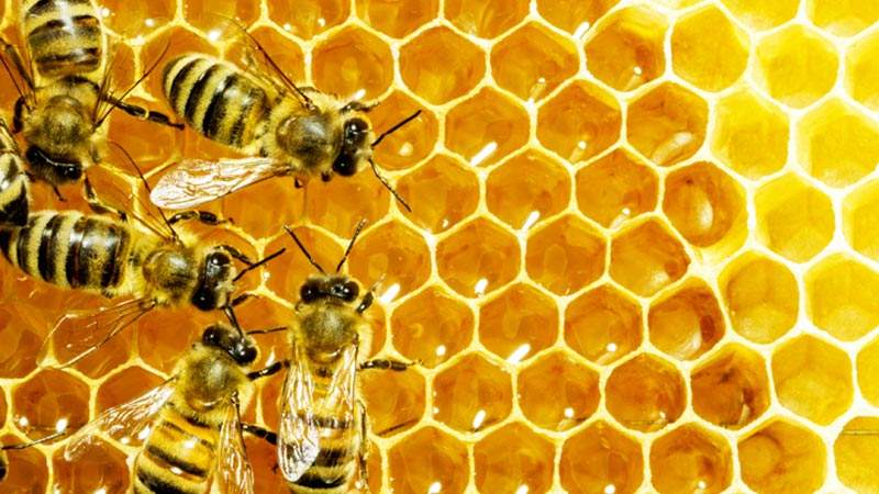 怎樣防止老鼠 怎樣防止老鼠