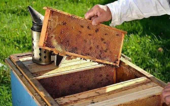 一個(gè)人能養(yǎng)多少箱蜜蜂 一個(gè)人能養(yǎng)多少箱蜜蜂