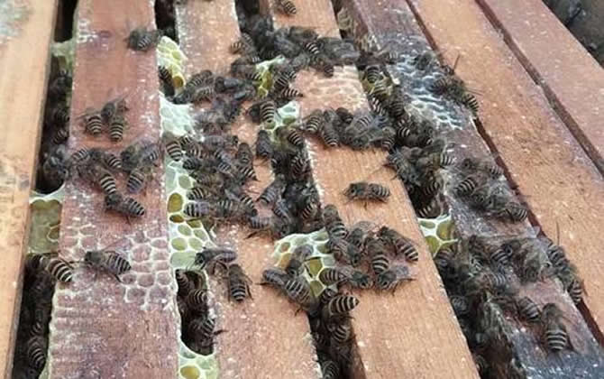 一個(gè)人能養(yǎng)多少箱蜜蜂 一個(gè)人能養(yǎng)多少箱蜜蜂