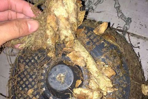 切葉蜂切葉子干嘛(切葉蜂用什么切葉) 切葉蜂切葉子干嘛(切葉蜂用什么切葉)