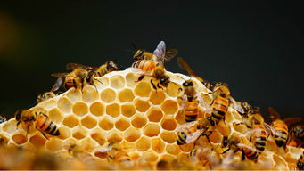 ?工蜂出勤率低是什么原因(工蜂為啥不出勤) ?工蜂出勤率低是什么原因(工蜂為啥不出勤)