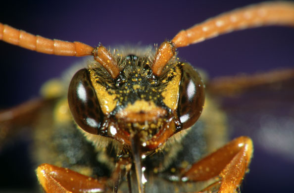 ?工蜂出勤率低是什么原因(工蜂為啥不出勤) ?工蜂出勤率低是什么原因(工蜂為啥不出勤)