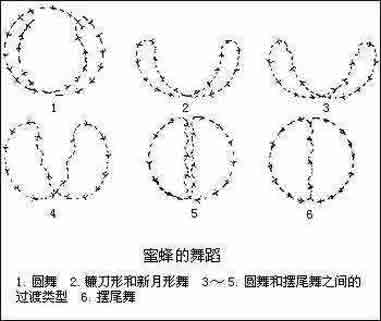 蜜蜂舞蹈 蜜蜂舞蹈